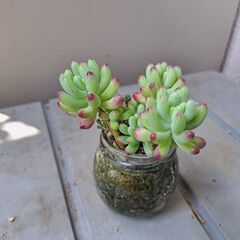 多肉植物 その135の画像