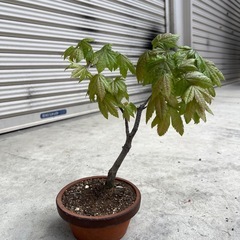 コハウチワ？　カエデ　楓　盆栽の画像