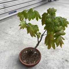 コハウチワ？　カエデ　楓　盆栽の画像