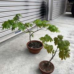 コハウチワ？　カエデ　楓　盆栽の画像