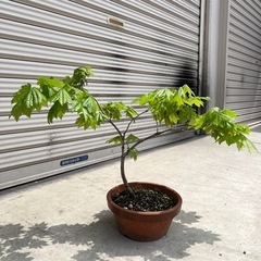 コハウチワ？　カエデ　楓　盆栽の画像