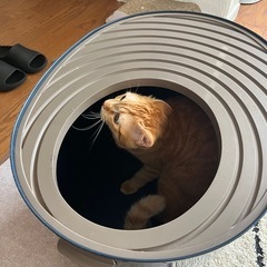 猫用　上からトイレ（お話中）の画像