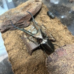 メタリフェルホソアカクワガタ　幼虫