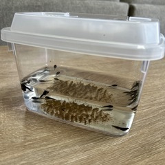 おたまじゃくし　