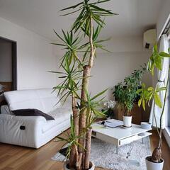 引き渡し予定品・【観葉植物】　ユッカ・エレファンティペス(青年の木)　高さ220cm程度の画像