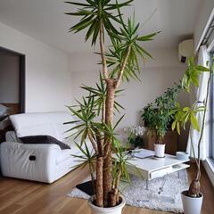 引き渡し予定品・【観葉植物】　ユッカ・エレファンティペス(青年の木)　高さ220cm程度の画像