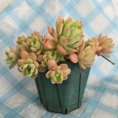 多肉植物④