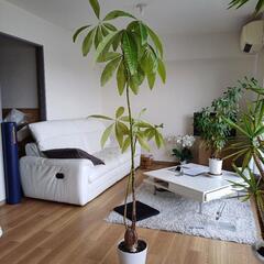 受け渡し予定済・【観葉植物】　カジュマル・バンヤンツリー　高さ160cm程度の画像