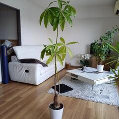 受け渡し予定済・【観葉植物】　カジュマル・バンヤンツリー　高さ160cm程度の画像