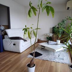 受け渡し予定済・【観葉植物】　カジュマル・バンヤンツリー　高さ160cm程度の画像