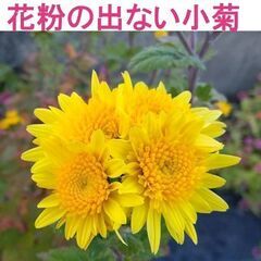 大株　花粉の出ない 小菊 コギク 抜き苗 黄色 八重咲 切り花に