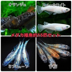 オランジェの中古が安い！激安で譲ります・無料であげます