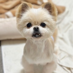 しゃくれまで愛して♡ポメペキのえるくん！