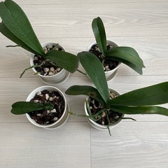 胡蝶蘭(植木鉢込み)の画像