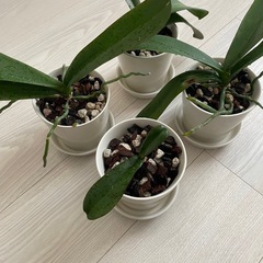 胡蝶蘭(植木鉢込み)の画像