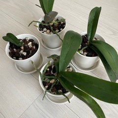 胡蝶蘭(植木鉢込み)の画像