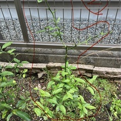 金柑　キンカン　苗　1〜4 60〜80cm
の画像