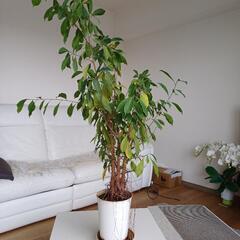 引渡し予定済【観葉植物】　ベンジャミン　高さ120cm程度の画像