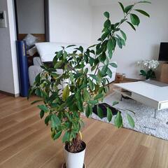 引渡し予定済【観葉植物】　ベンジャミン　高さ120cm程度の画像