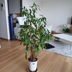 引渡し予定済【観葉植物】　ベンジャミン　高さ120cm程度