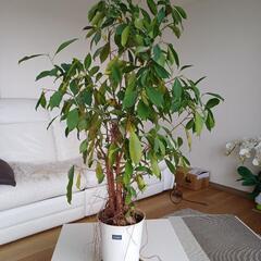 引渡し予定済【観葉植物】　ベンジャミン　高さ120cm程度の画像