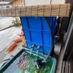 らんちゅう、ししがしら、プレコ、プラ船、濾過器付き (358co