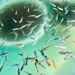 ミックス メダカ①の画像