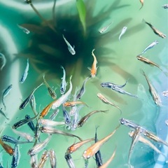 ミックス メダカ①の画像