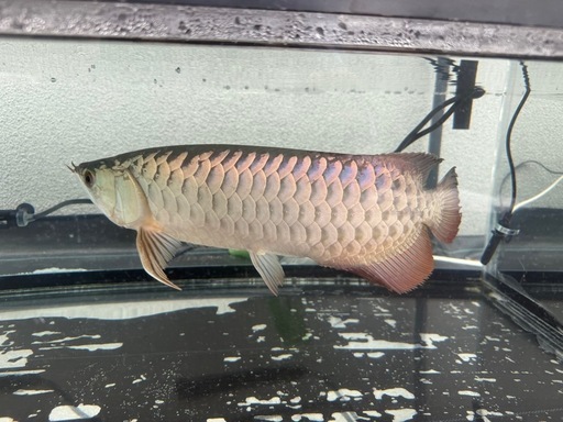 アロワナ　熱帯魚　40cm〜45cm