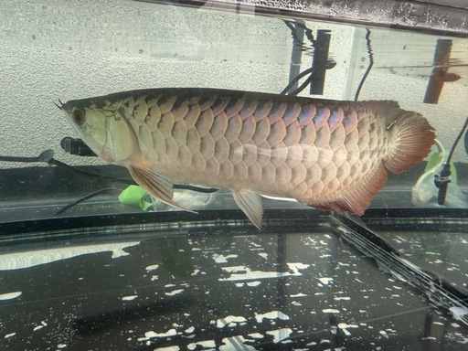 アロワナ　熱帯魚　40cm〜45cm