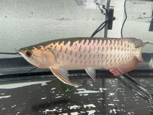 アロワナ　熱帯魚　40cm〜45cm