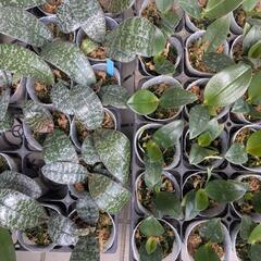 少し珍しい植物や胡蝶蘭　洋蘭　洋ラン