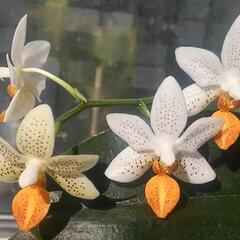 少し珍しい植物や胡蝶蘭　洋蘭　洋ランの画像