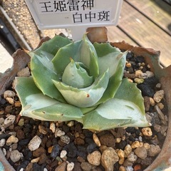 アガベ　王妃雷神白中斑の画像