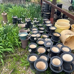 蘭鉢　10個で400円　何個からでもお売りします　鉢　花　ガーデニング　陶器の画像