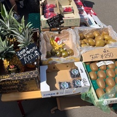 ゼスプリのゴールドキウイ特大サイズ入荷しました！✨の画像