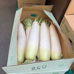 【残3】千葉県産ずっしりと重たい大きい大根入荷しました！✨