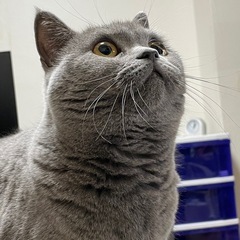 ブリティッシュショートヘアの女の子 − 東京都