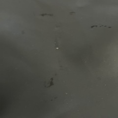 NIKE エナメルバックの画像