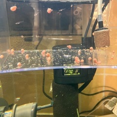 ミクロラスボラハナビ、ミクロラスボラエリスロミクロン　熱帯魚の画像