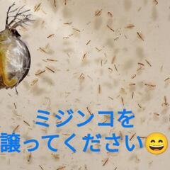 ミジンコを譲って下さい❗️