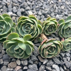 多肉植物 七福神カット苗