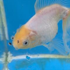 ドラゴンスケールオランダ3匹セット　　金魚