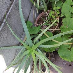 アロエ①🌿🌿🌿の画像