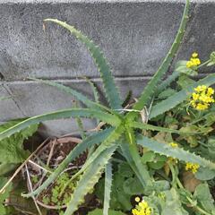アロエ②🌿🌿🌿