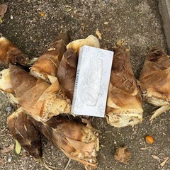 掘りたてタケノコ
