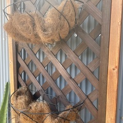植物植えたり〜の画像