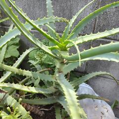アロエ④🌿🌿🌿
