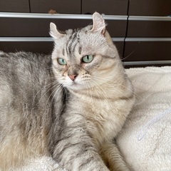 アメリカンショットヘアカル - 里親募集