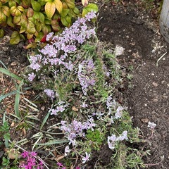 芝桜